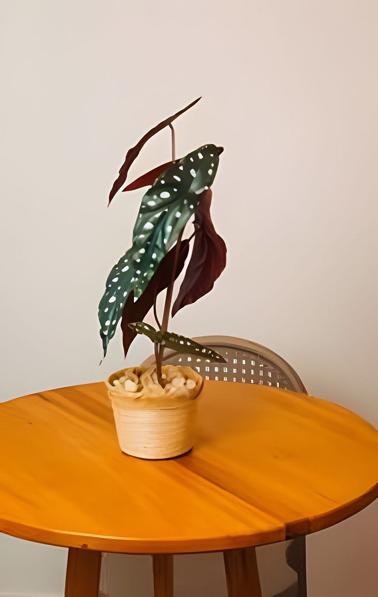 Acesso à Praia Ar Condicionado Conforto Garantido! Village V